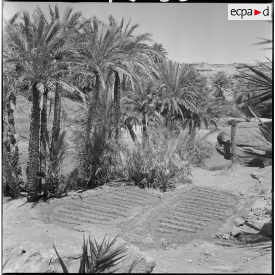 [La végétation de la palmeraie de Tiout.]