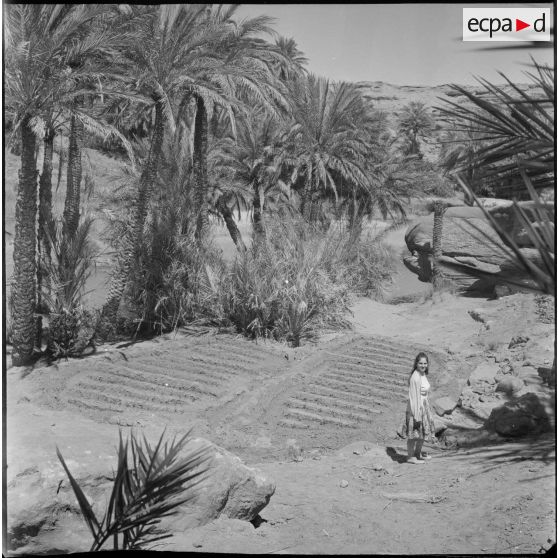 [Jeune femme dans la palmeraie de Tiout.]