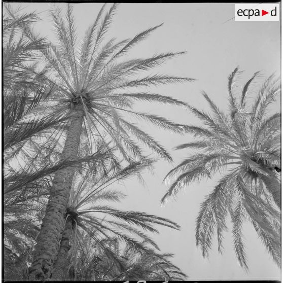 [Les pamiers de la palmeraire de Tiout.]