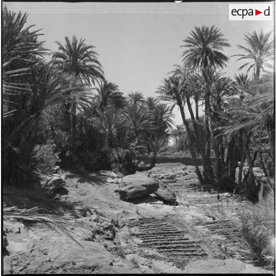 [La végétation de la palmeraie de Tiout.]