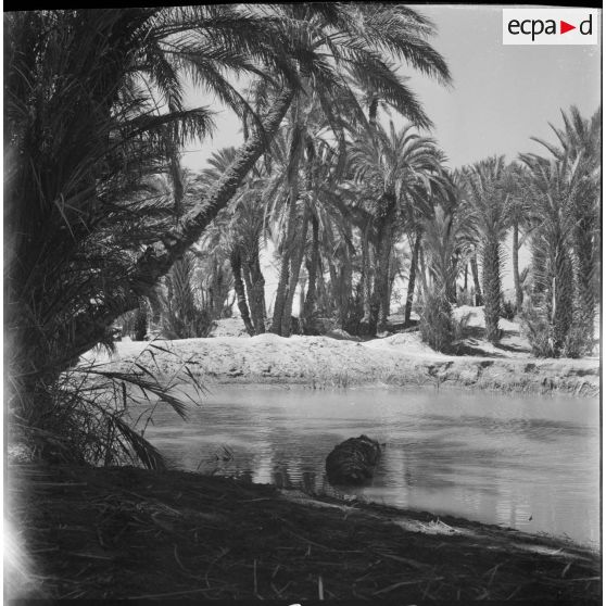 [La végétation de la palmeraie de Tiout.]