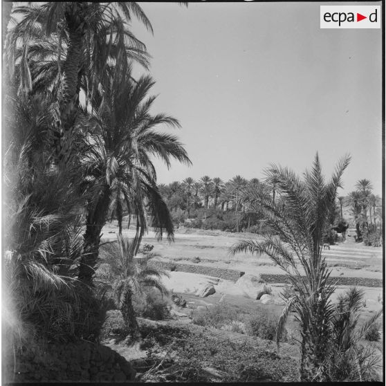 [La végétation de la palmeraie de Tiout.]
