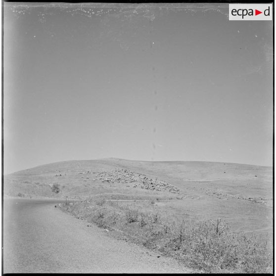 [Troupeau d'animaux sur une route près de Mascara.]