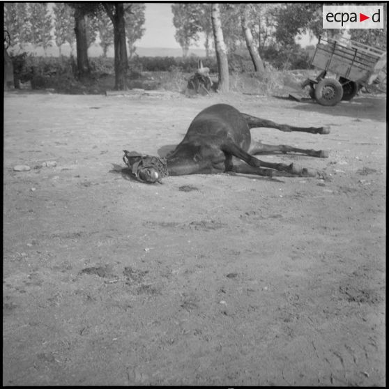 [Cadavre d'un cheval dans une ferme détruite par l'ALN à Aïn Balloul.]