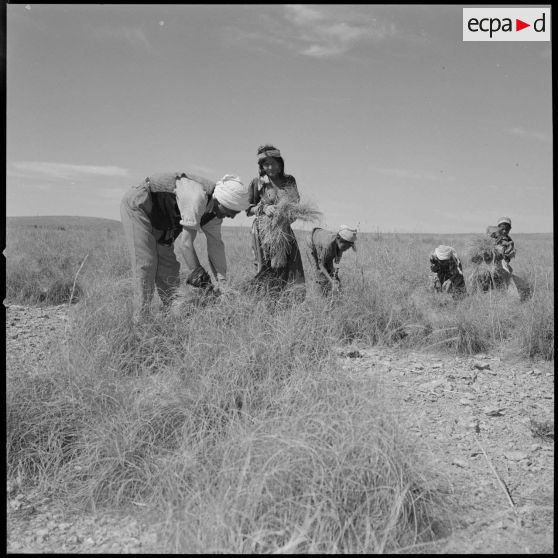 ImagesDfense - [Ouvriers agricoles algriens rcoltant de l'alfa  An  Skhouna.]