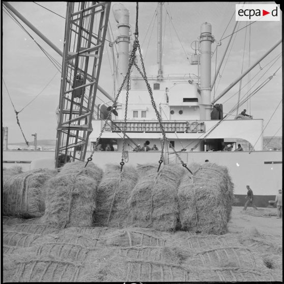 [Chargement de ballots d'alfa à bord d'un navire dans le port d'Arzew.]