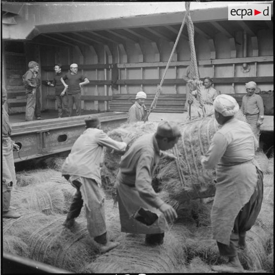 [Dockers algériens chargeant des bottes d'alfa sur un navire dans le port d'Arzew.]