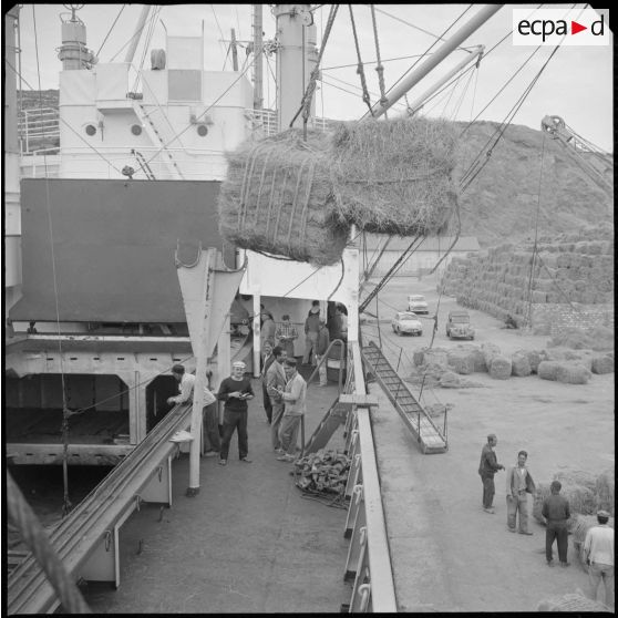 [Chargement de ballots d'alfa à bord d'un navire dans le port d'Arzew.]