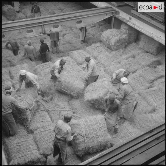 [Dockers algériens chargeant des bottes d'alfa sur un navire dans le port d'Arzew.]