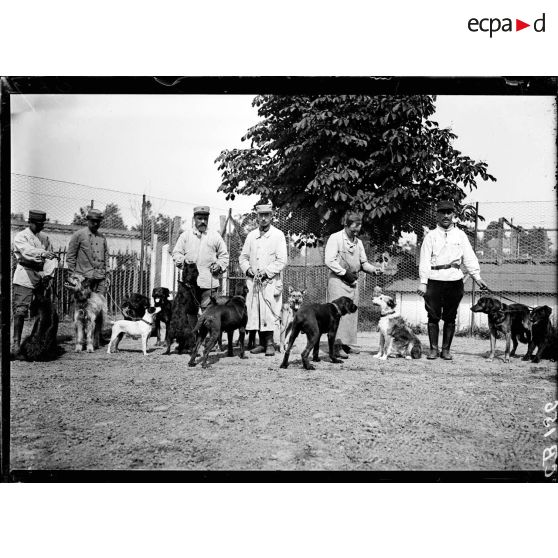 [Le chenil militaire du capitaine Mallerich.]