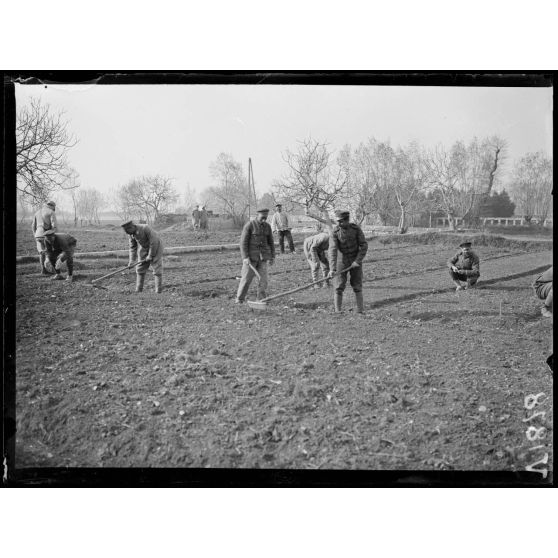 Nîmes (Gard). Dépôt de prisonniers bulgares, prisonniers employés aux travaux agricoles. [légende d'origine]