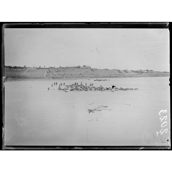 Mechra-Bel-Ksiri. Bestiaux traversant le Sébou. [légende d'origine]