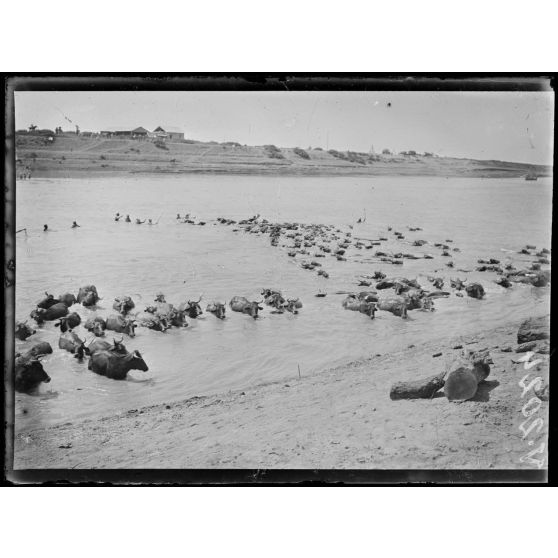 Mechra-Bel-Ksiri. Bestiaux traversant le Sébou. [légende d'origine]