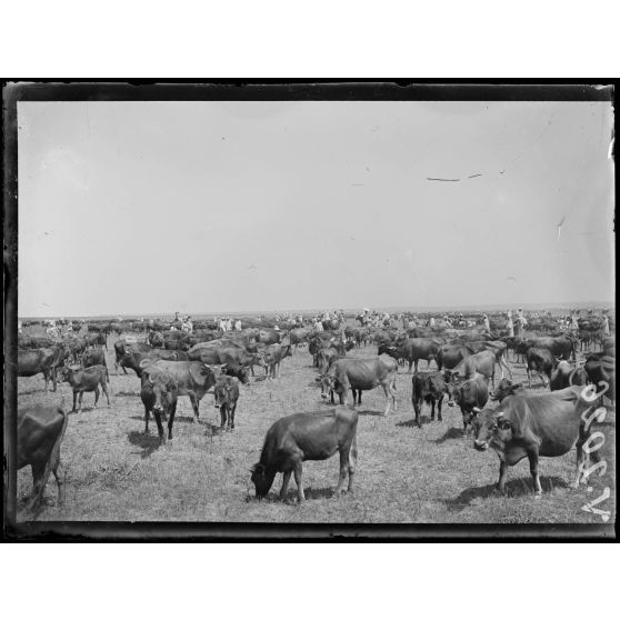 Maroc. Mechra-Bel-Ksiri. Les troupeaux venant au marché. [légende d'origine]