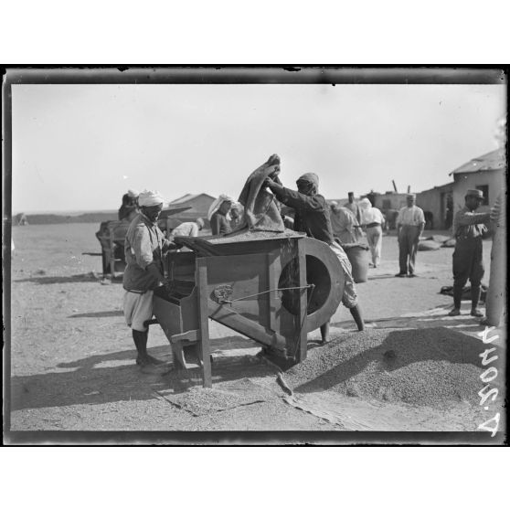 Dar-Bel-Hamri. Battage mécanique du blé. [légende d'origine]