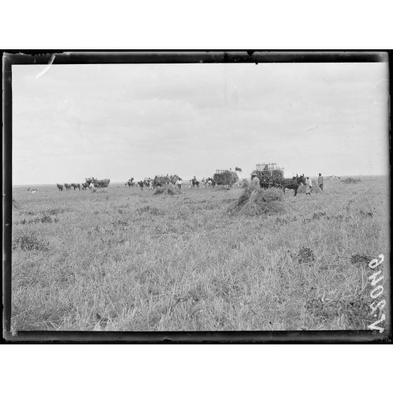Dar-Bel-Hamri. Centre d'achat de blé. Chargement du blé dans les voitures. [légende d'origine]