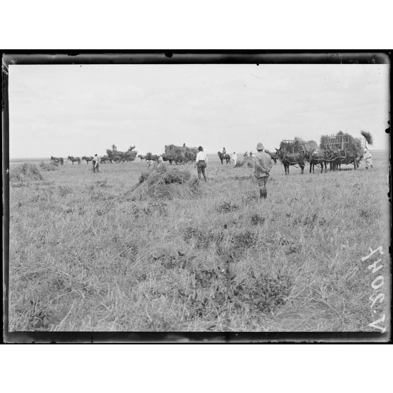 Dar-Bel-Hamri. Centre d'achat de blé. Chargement du blé dans les voitures. [légende d'origine]