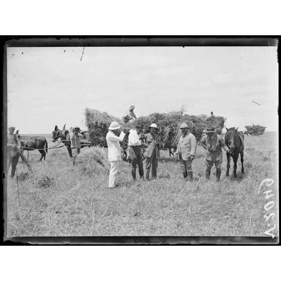 Dar-Bel-Hamri. Centre d'achat de blé. Chargement du blé dans les voitures. [légende d'origine]