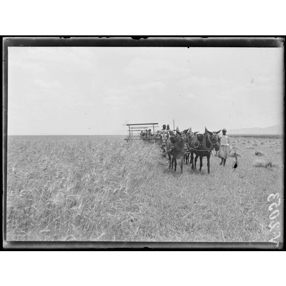Dar-Bel-Hamri. Centre d'achat de blé. Faucheuses mitrailleuses en action. [légende d'origine]