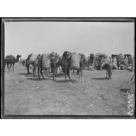 Mechra-Bel-Ksiri. Chameaux chargés de grains. [légende d'origine]