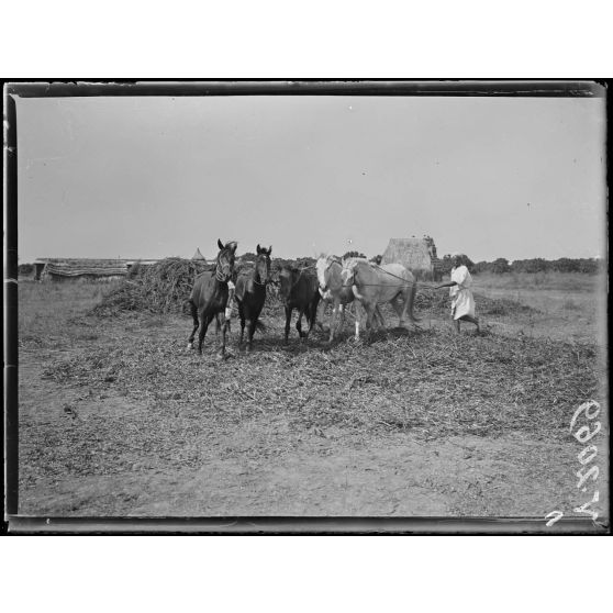 Mechra-Bel-Ksiri. Le battage des fèves par les indigènes. [légende d'origine]
