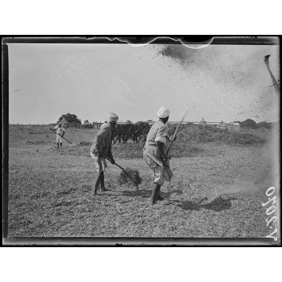 Mechra-Bel-Ksiri. Le battage des fèves par les indigènes. [légende d'origine]