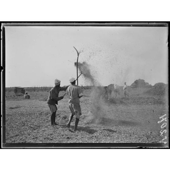 Mechra-Bel-Ksiri. Le battage des fèves par les indigènes. [légende d'origine]