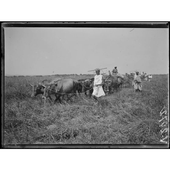Mechra-Bel-Ksiri. La moisson à la française. [légende d'origine]