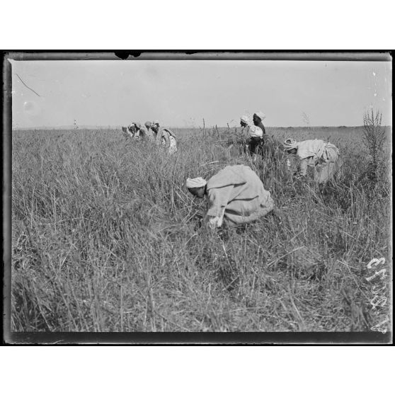 Mechra-Bel-Ksiri. Les indigènes viennent vendre leur blé à l'intendance. La moisson indigène. [légende d'origine]