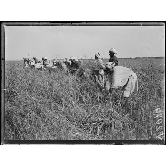 Mechra-Bel-Ksiri. Les indigènes viennent vendre leur blé à l'intendance. La moisson indigène. [légende d'origine]
