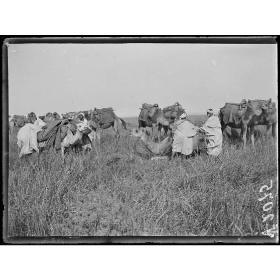 Mechra-Bel-Ksiri. Les chameaux chargés de blé partant pour le centre d'achat. [légende d'origine]