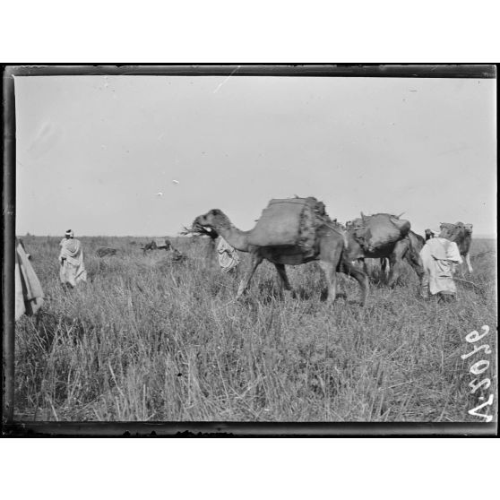 Mechra-Bel-Ksiri. Les chameaux chargés de blé partant pour le centre d'achat. [légende d'origine]