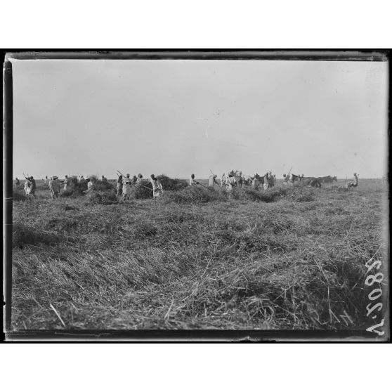 Région des Beni-Hassen. Les faucheuses. [légende d'origine]