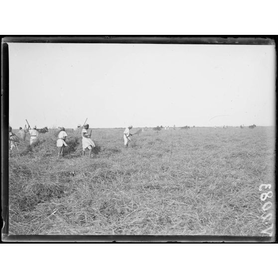 Région des Beni-Hassen. Les faucheuses. [légende d'origine]