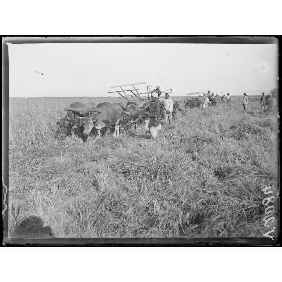 Région des Beni-Hassen. Faucheuses moissonneuses. [légende d'origine]