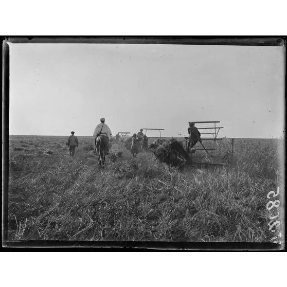 Région des Beni-Hassen. Faucheuses moissonneuses. [légende d'origine]