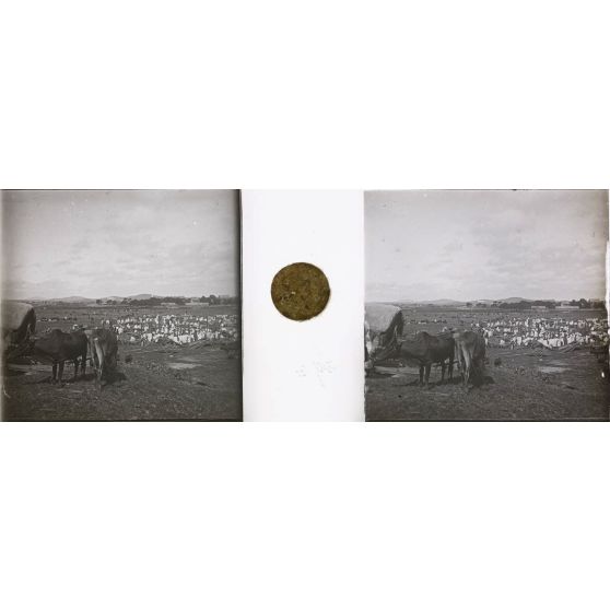 Analakely. Les zébus. [légende d'origine]