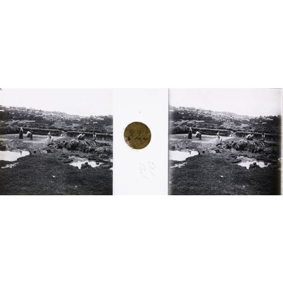 Récolte du riz. [légende d'origine]