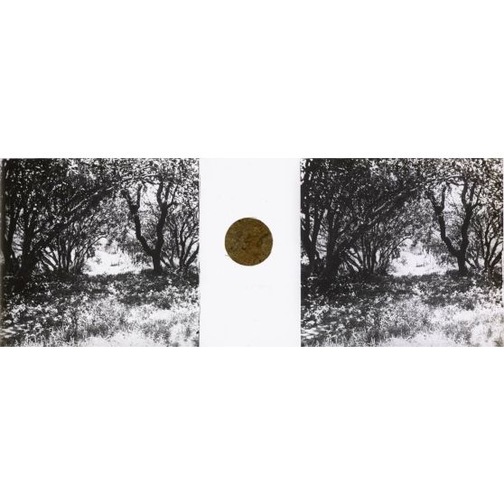 Sous bois. [légende d'origine]