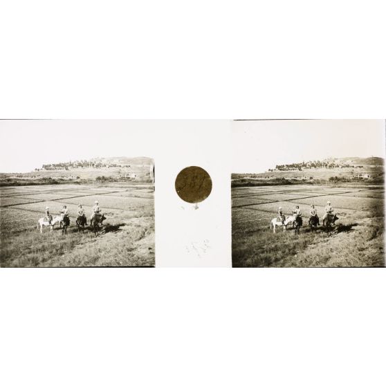 A mulet sur la rizière. [légende d'origine]