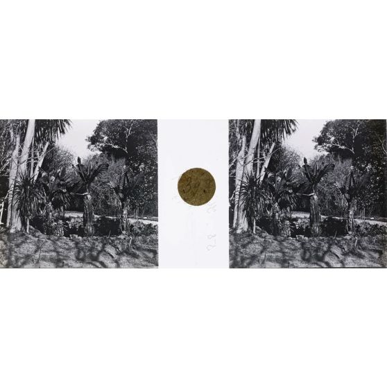 Coin du jardin de la mission chez M. Peake. [légende d'origine]