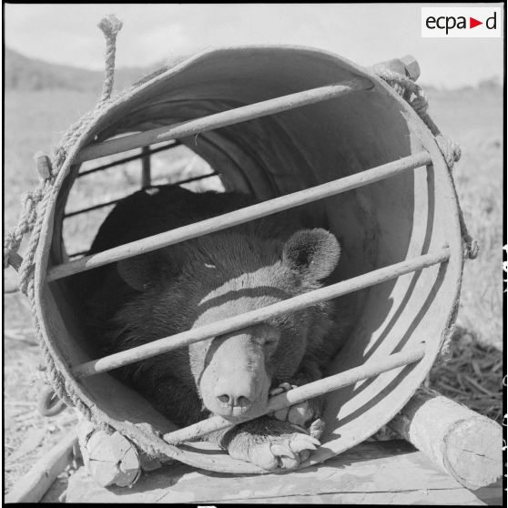 Ours en cage avant son  transport par avion vers Hanoï.