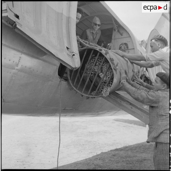 Embarquement d'un léopard en cage avant son  transport par avion vers Hanoï.