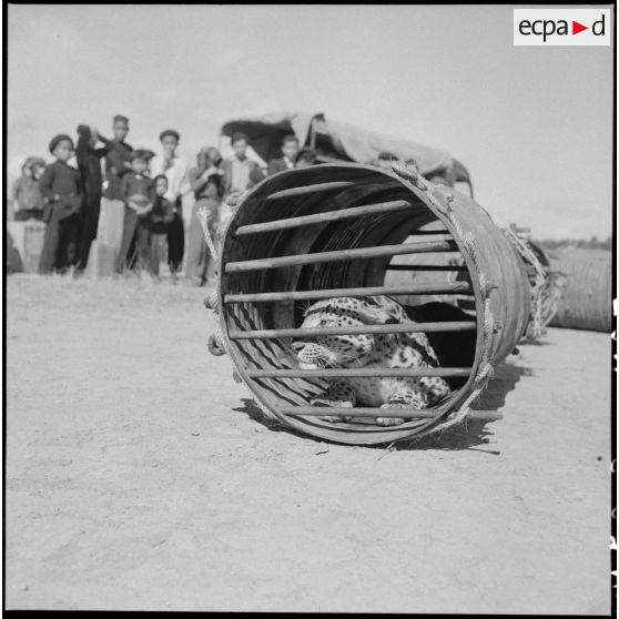 Léopard en cage avant son  transport par avion vers Hanoï.