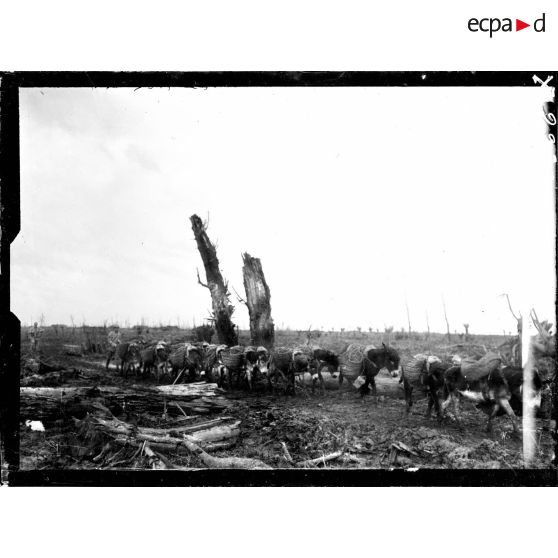 Un convoi d'ânes de ravitaillement traversant le bois de Draeibank. [légende d'origine]