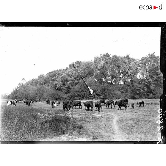 Le troupeau de vaches du chenil militaire de Satory. [légende d'origine]