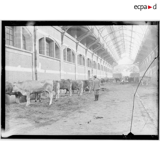 Paris. Abattoirs de la Villette. Le hall aux bestiaux. Les boeufs. [légende d'origine]