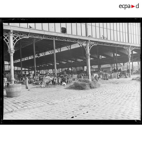 Paris. Abattoirs de la Villette. Le hall aux bestiaux. Les veaux. [légende d'origine]