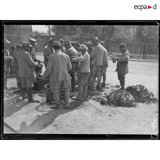 Verdun (Meuse). L'épluchage des épinards. [légende d'origine]
