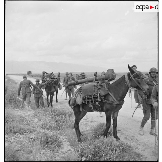 Une colonne hippomobile du 67e RAA (régiment d'artillerie d'Afrique) de la DMC (division de marche de Constantine) monte en ligne dans le secteur d'Ousseltia. Le mulet du premier plan est chargé d'un canon de montagne de 65 mm, modèle 1906.